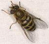 Syrphus torvus